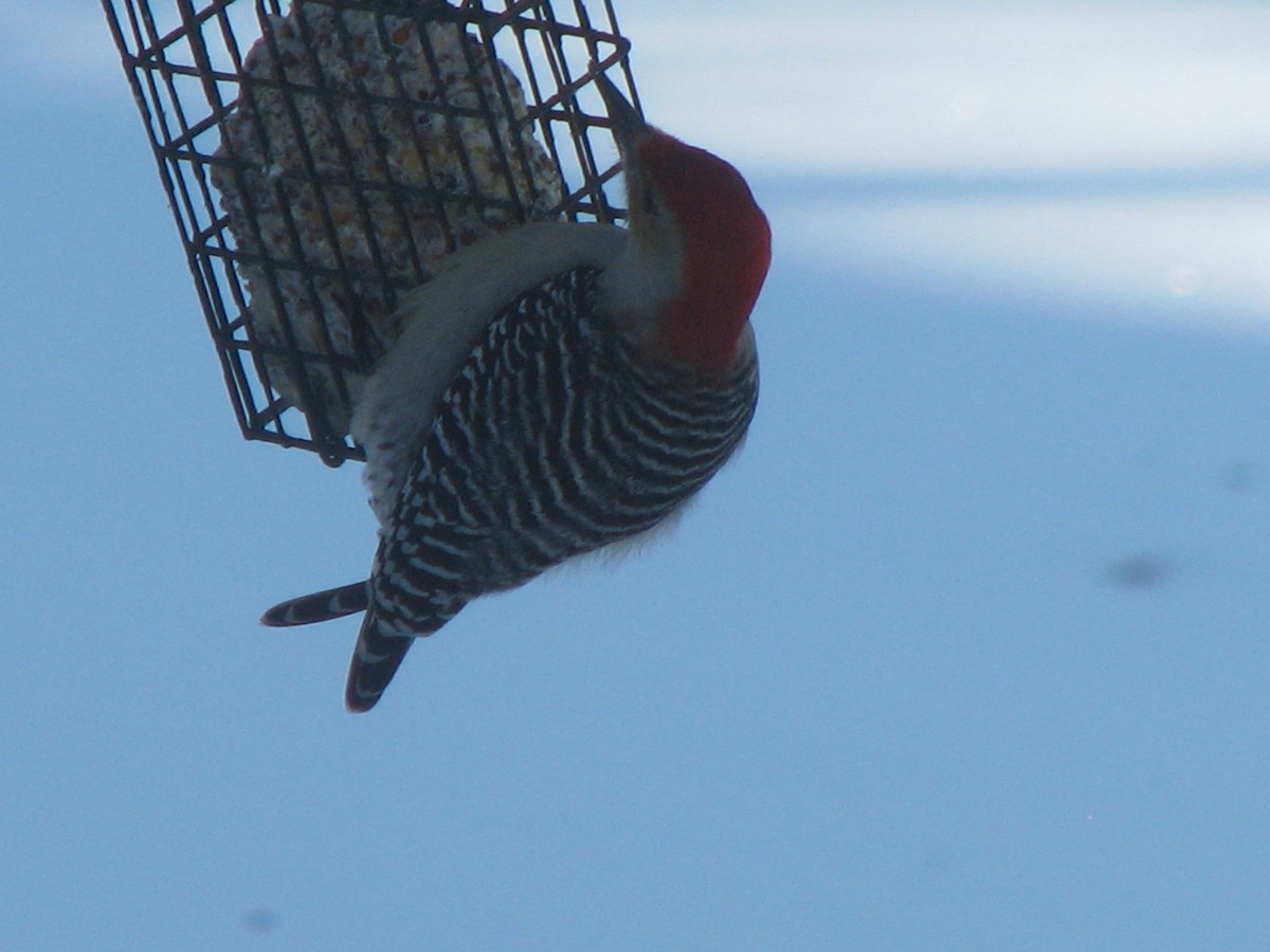 Red-bellied Woodpecker - Larry Hall