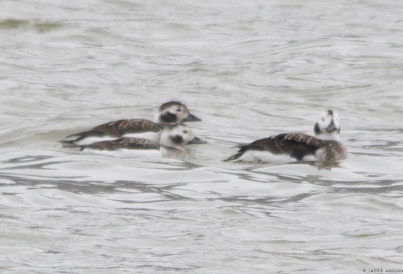 Long-tailed Duck - ML138850581