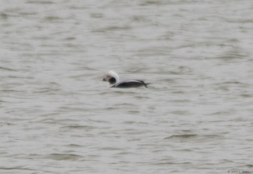 Long-tailed Duck - ML138850631