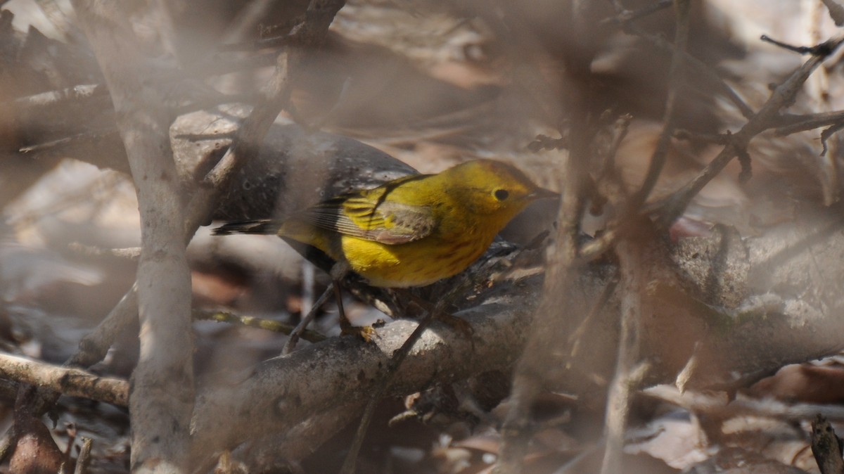 Yellow Warbler (Northern) - Diana Flora Padron Novoa