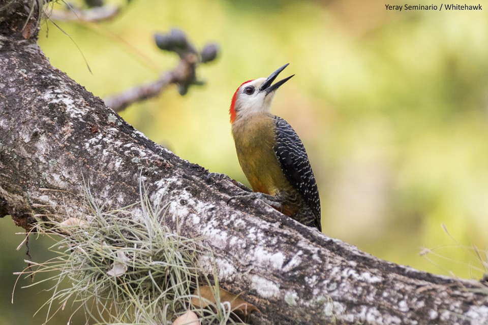 Jamaican Woodpecker - ML138853391