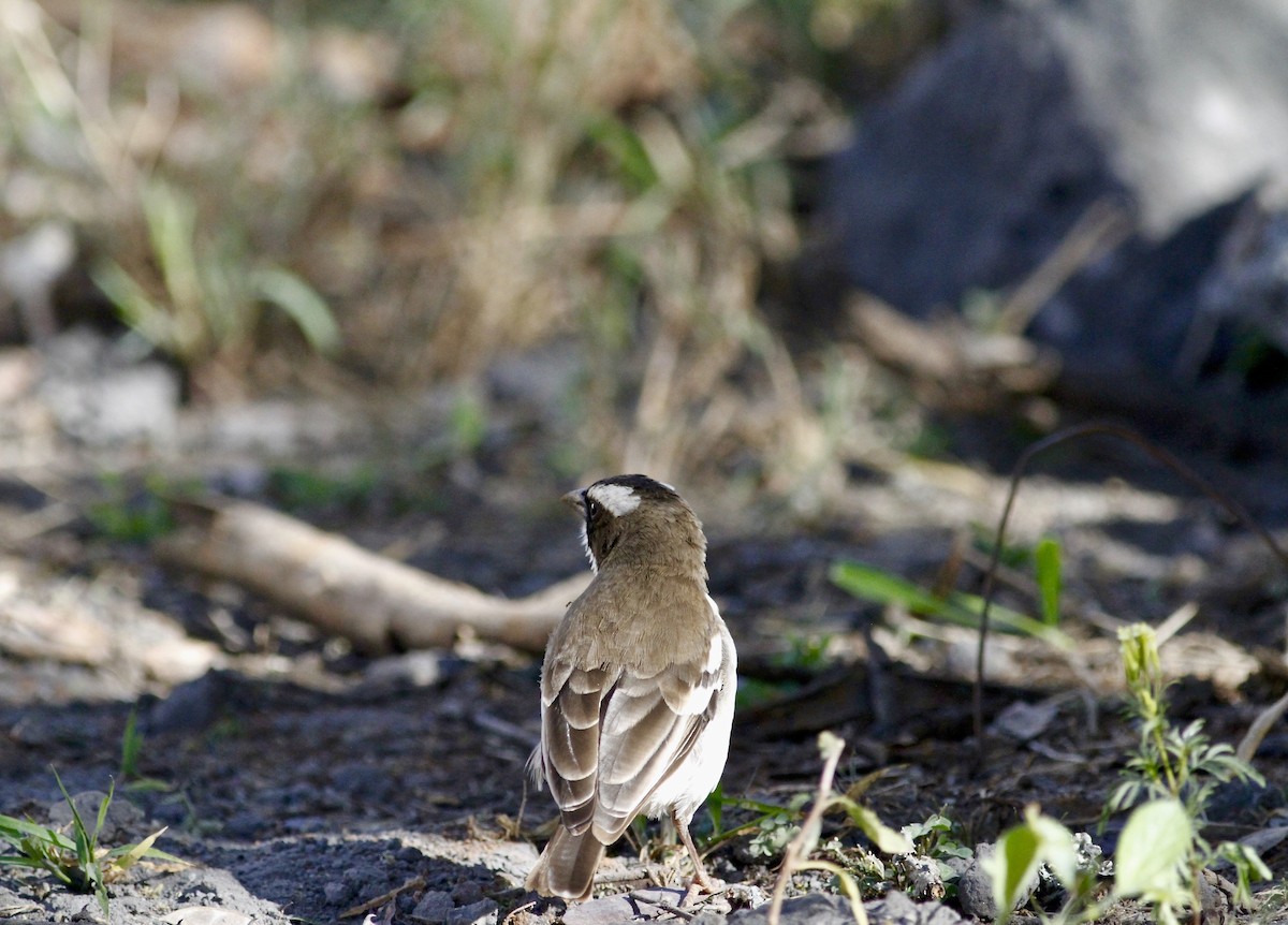 White-browed Sparrow-Weaver - ML138854351