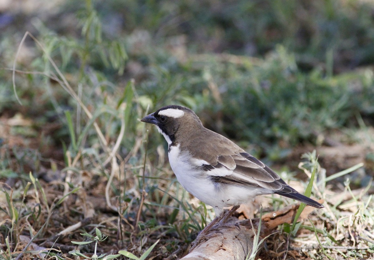 White-browed Sparrow-Weaver - ML138854361