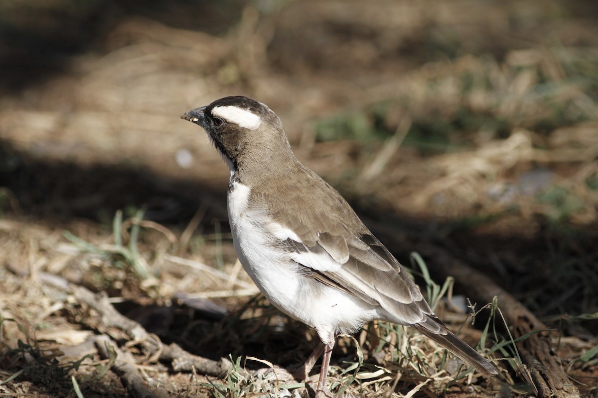 White-browed Sparrow-Weaver - ML138854371