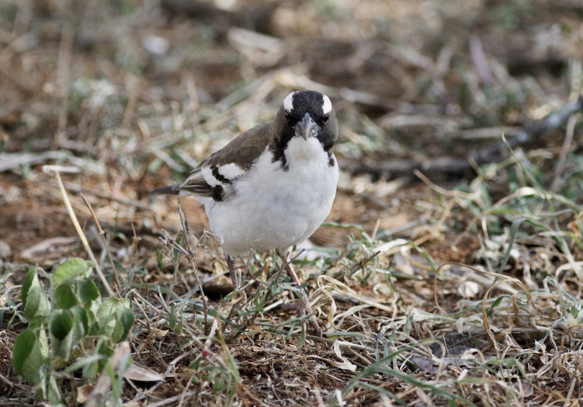 White-browed Sparrow-Weaver - ML138854381