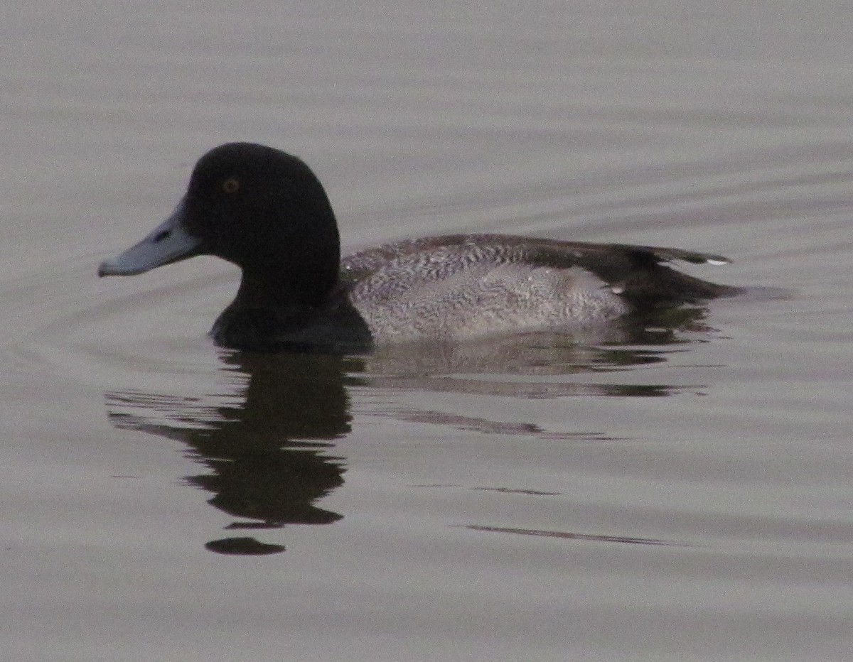 Greater Scaup - Charles Fisher
