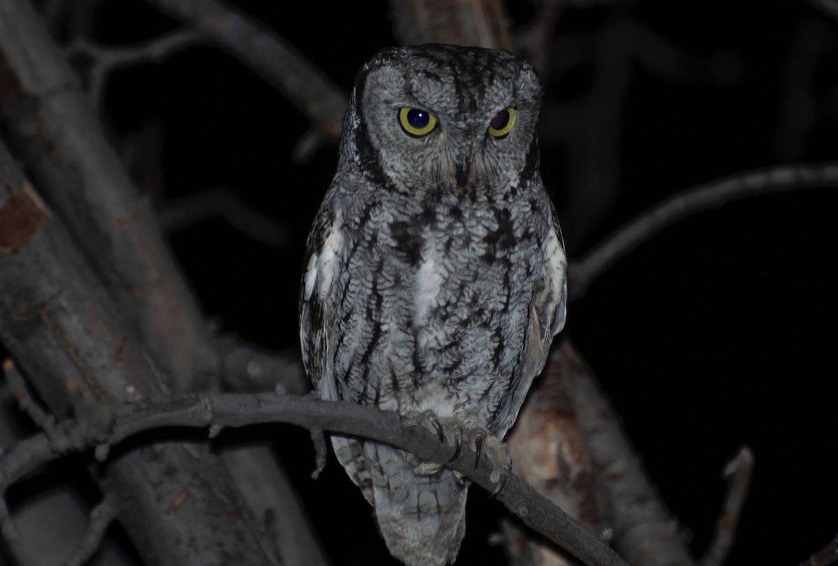 Western Screech-Owl - ML138859781
