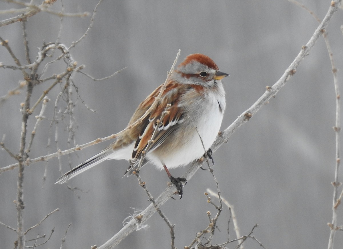 American Tree Sparrow - ML138860751