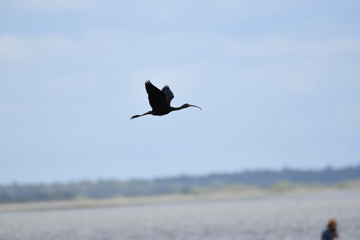 ibis hnědý - ML138861051