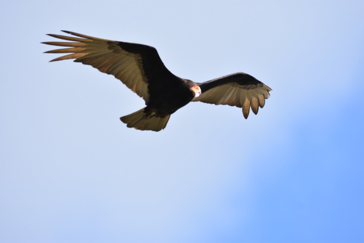 Lesser Yellow-headed Vulture - Jane Crawford