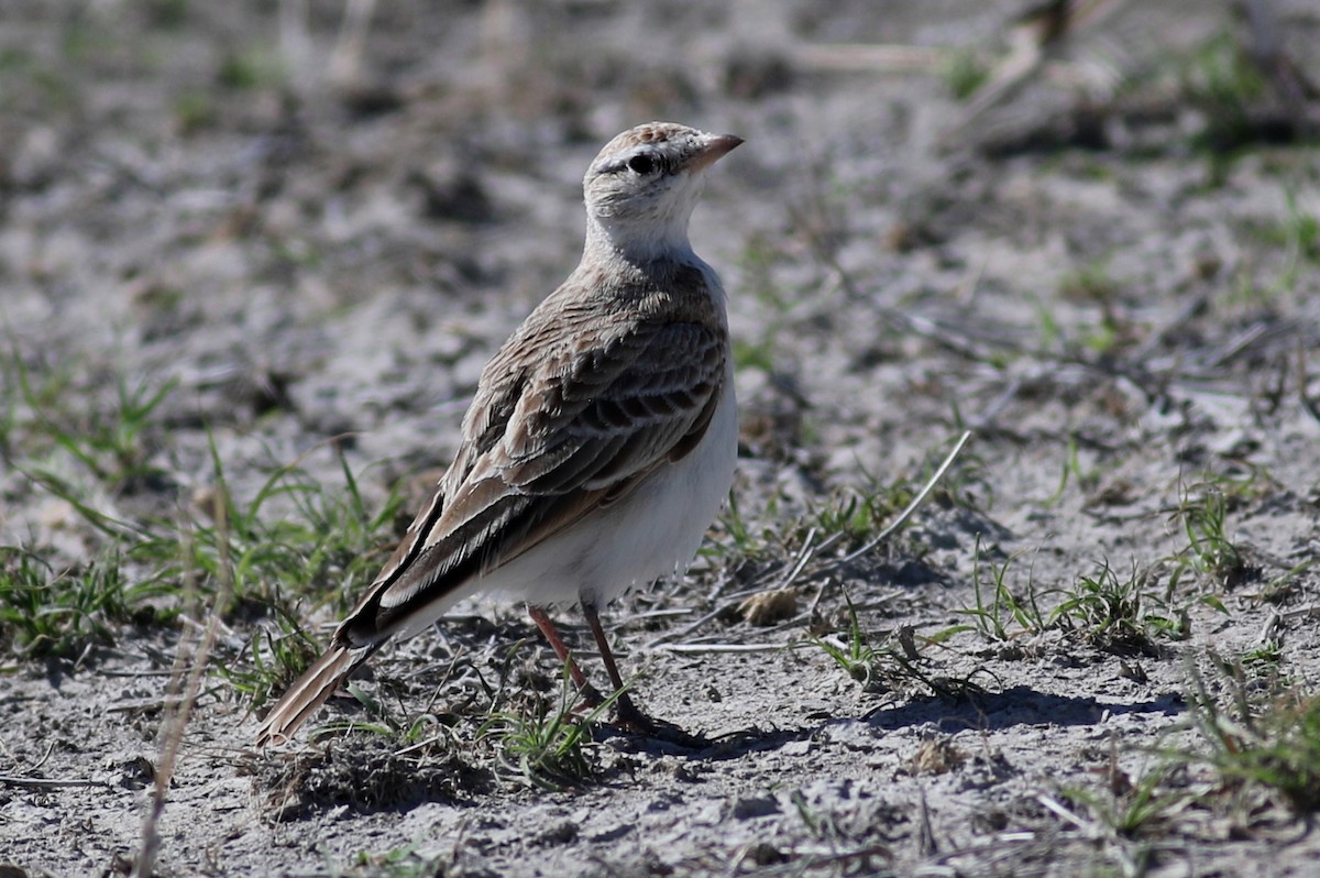 Red-capped Lark - Nick Lethaby