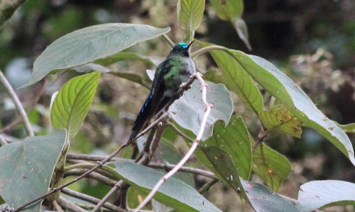 Long-tailed Sylph - ML138863311