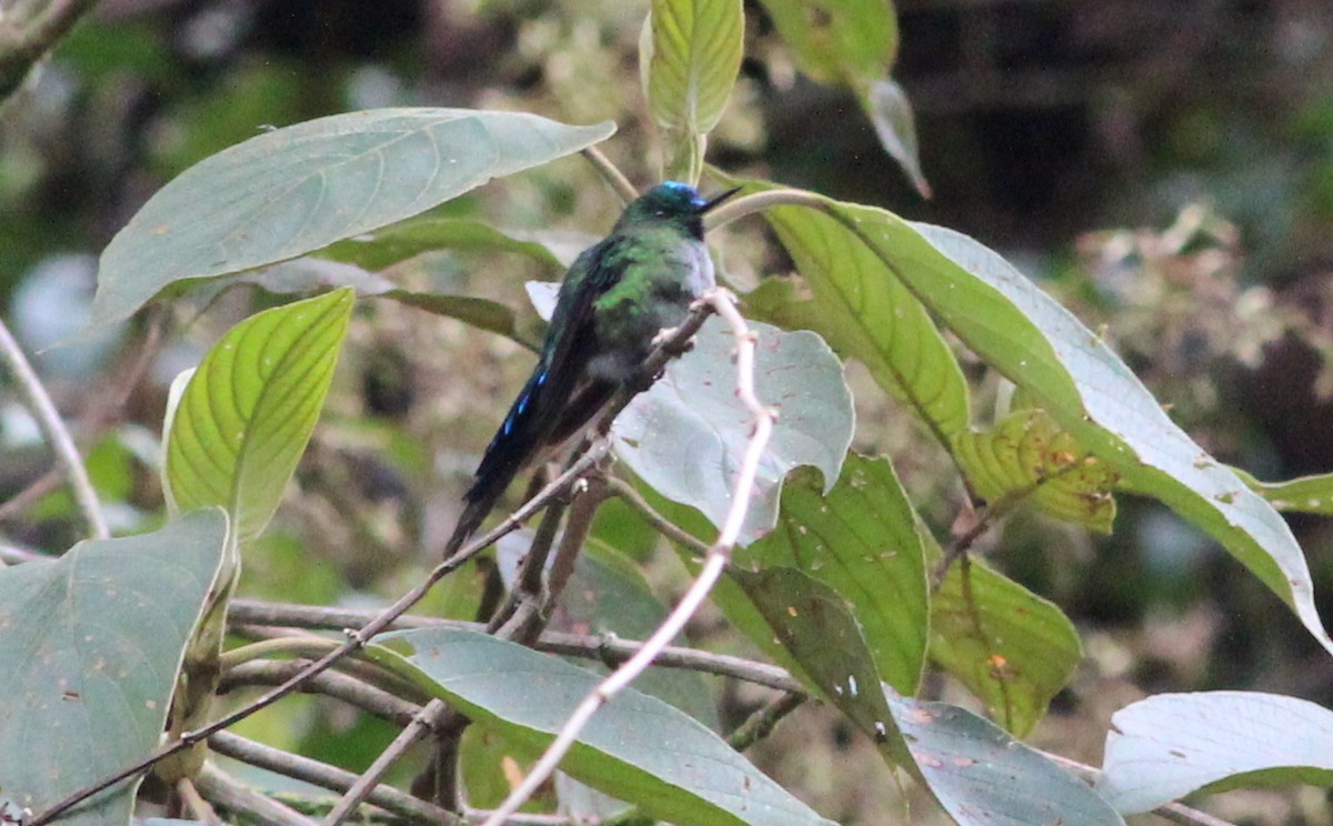 Long-tailed Sylph - Gary Leavens