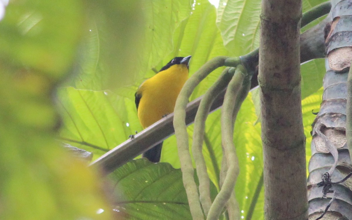 Blue-winged Mountain Tanager - ML138864711