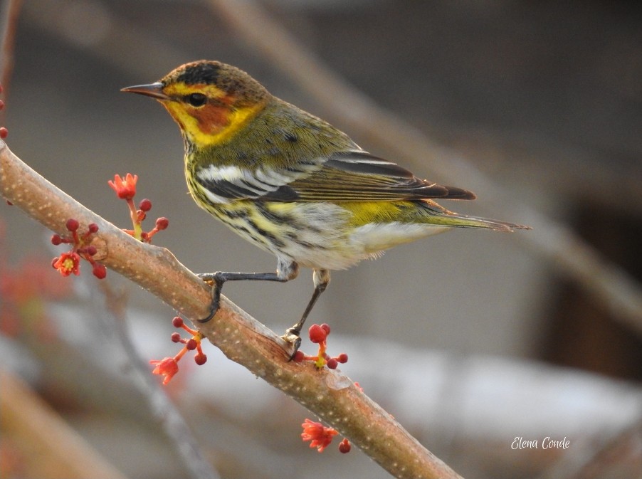Cape May Warbler - ML138864771