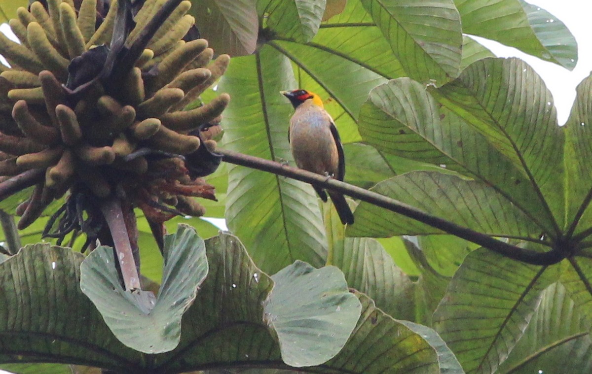 Flame-faced Tanager - ML138865011