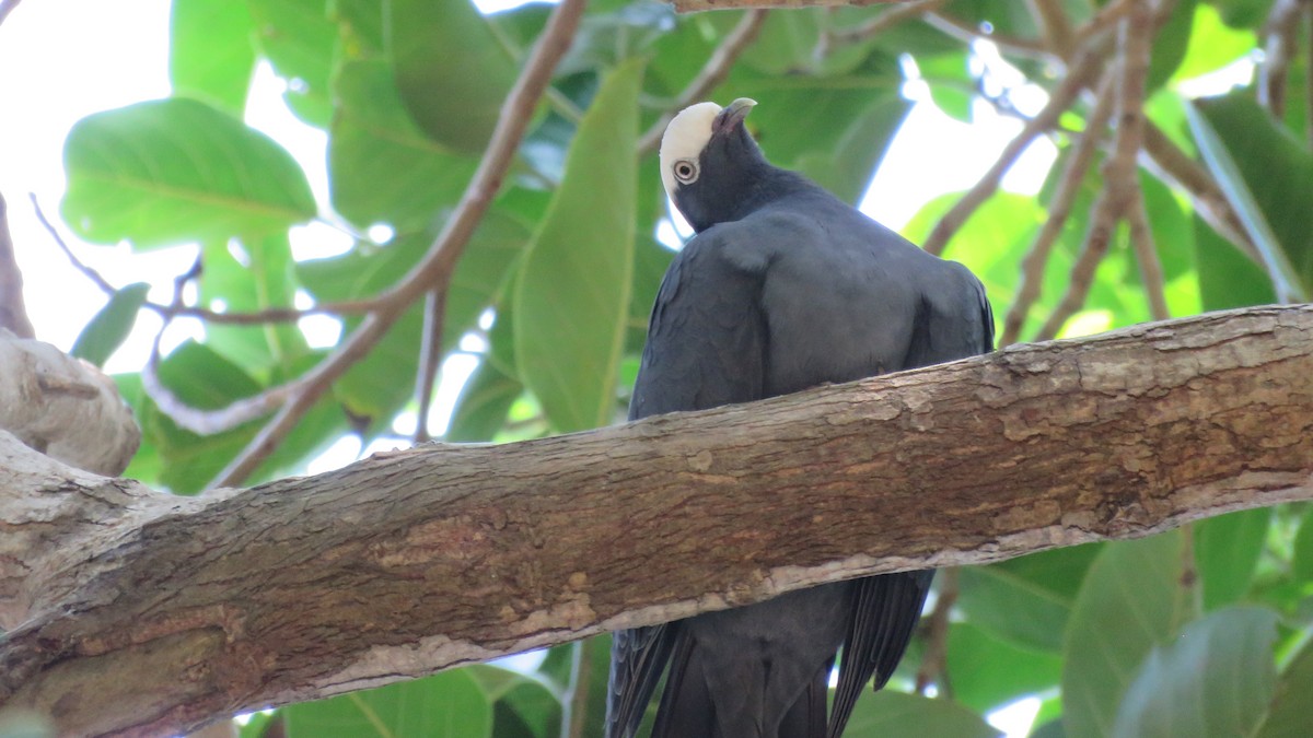 White-crowned Pigeon - ML138867001