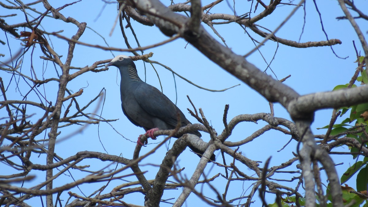 White-crowned Pigeon - ML138867401