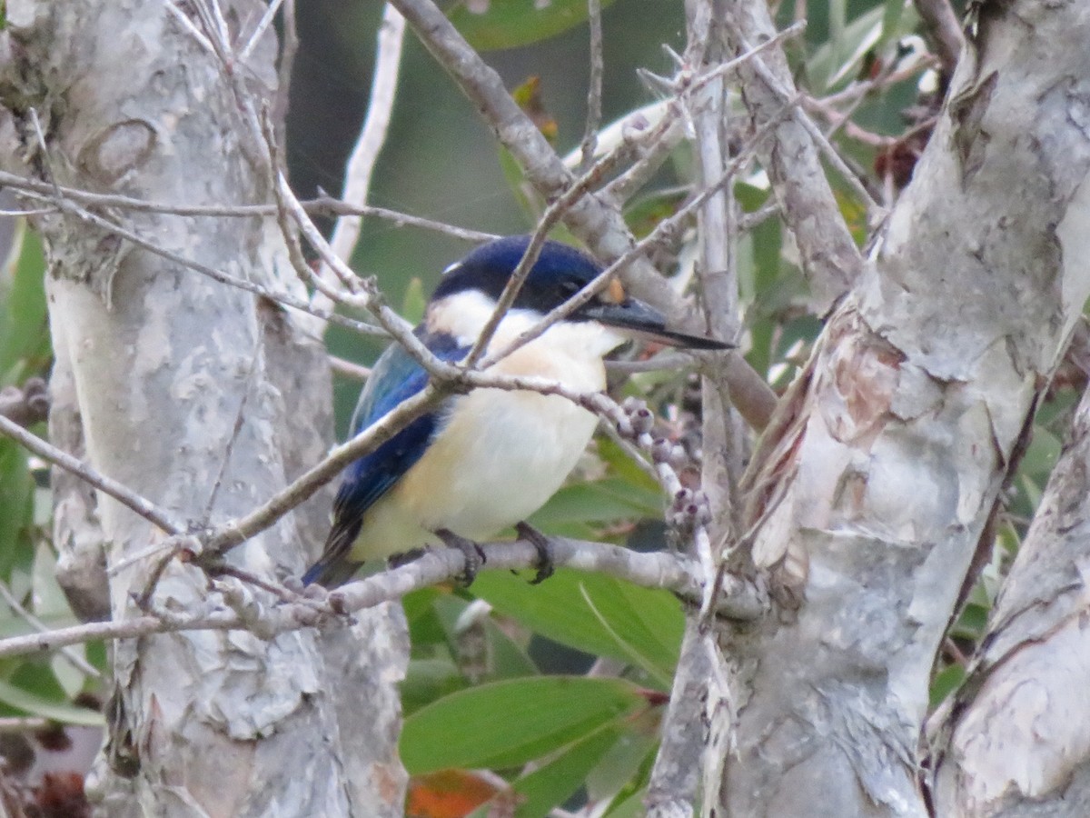 Forest Kingfisher - Ian Starling