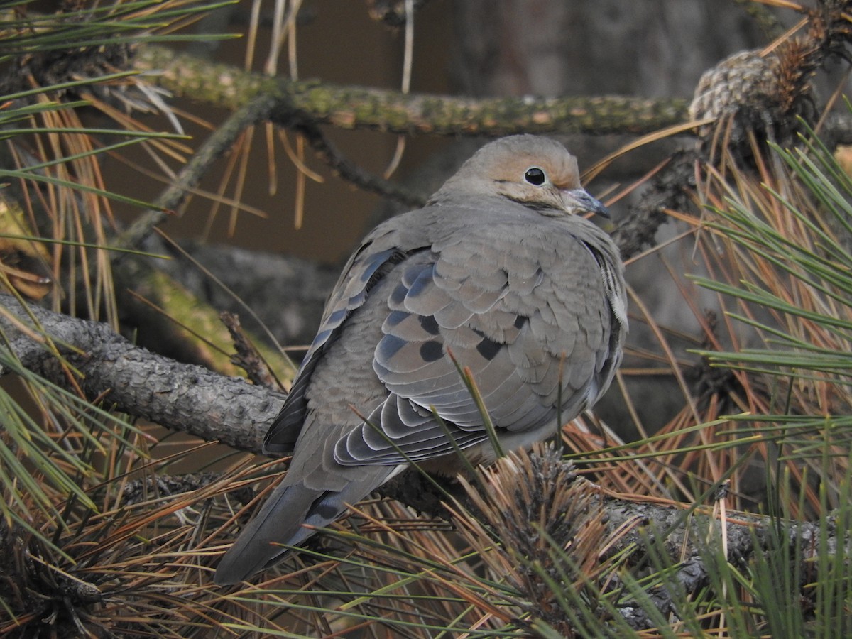 Mourning Dove - George Vaughan
