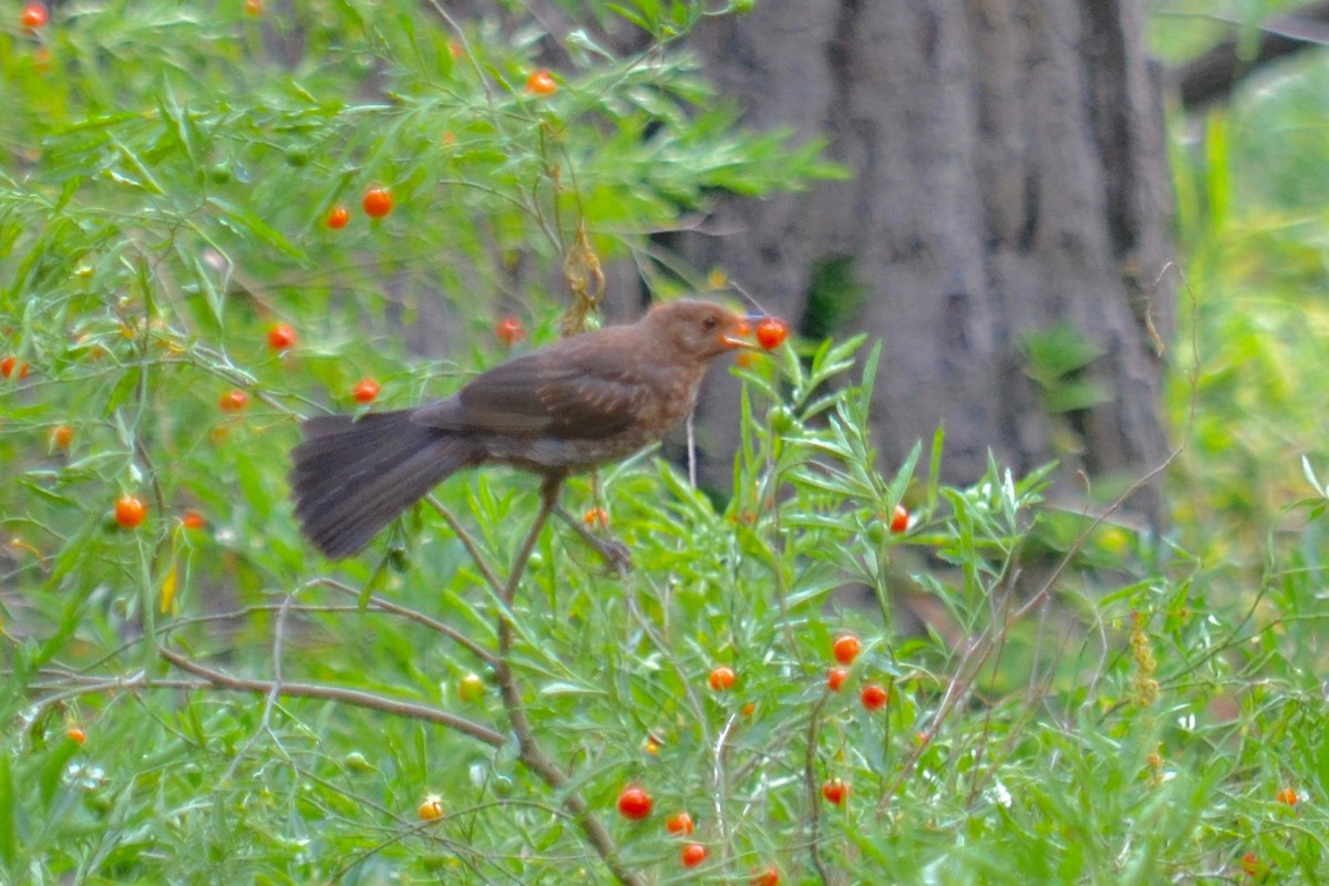Eurasian Blackbird - Rose  Wisemantel