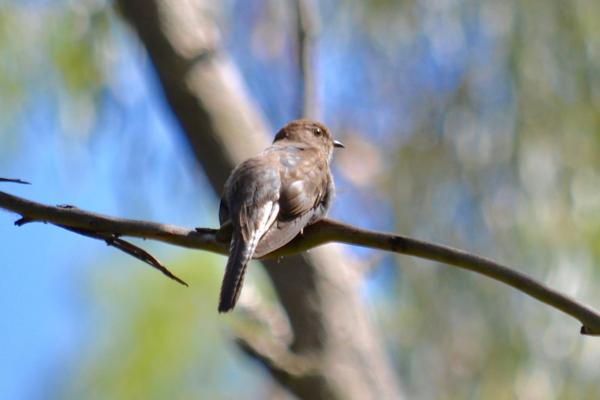 Fan-tailed Cuckoo - Rose  Wisemantel