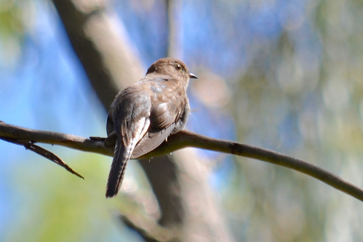 Fan-tailed Cuckoo - Rose  Wisemantel