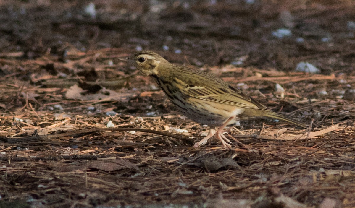 Olive-backed Pipit - ML138878501