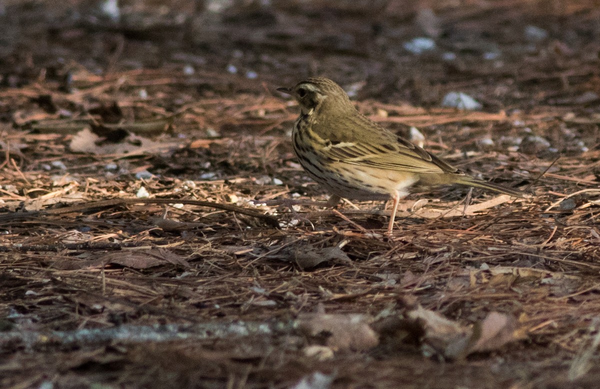 Olive-backed Pipit - ML138878511