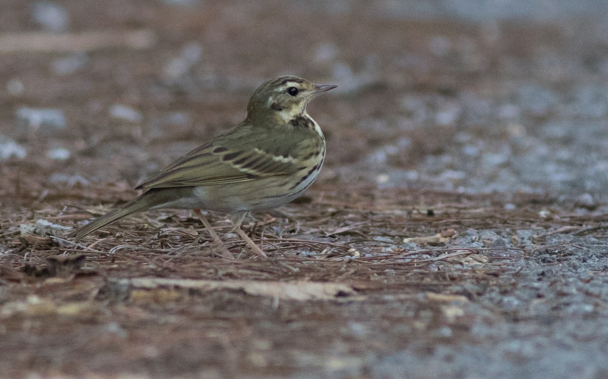 Olive-backed Pipit - ML138878521