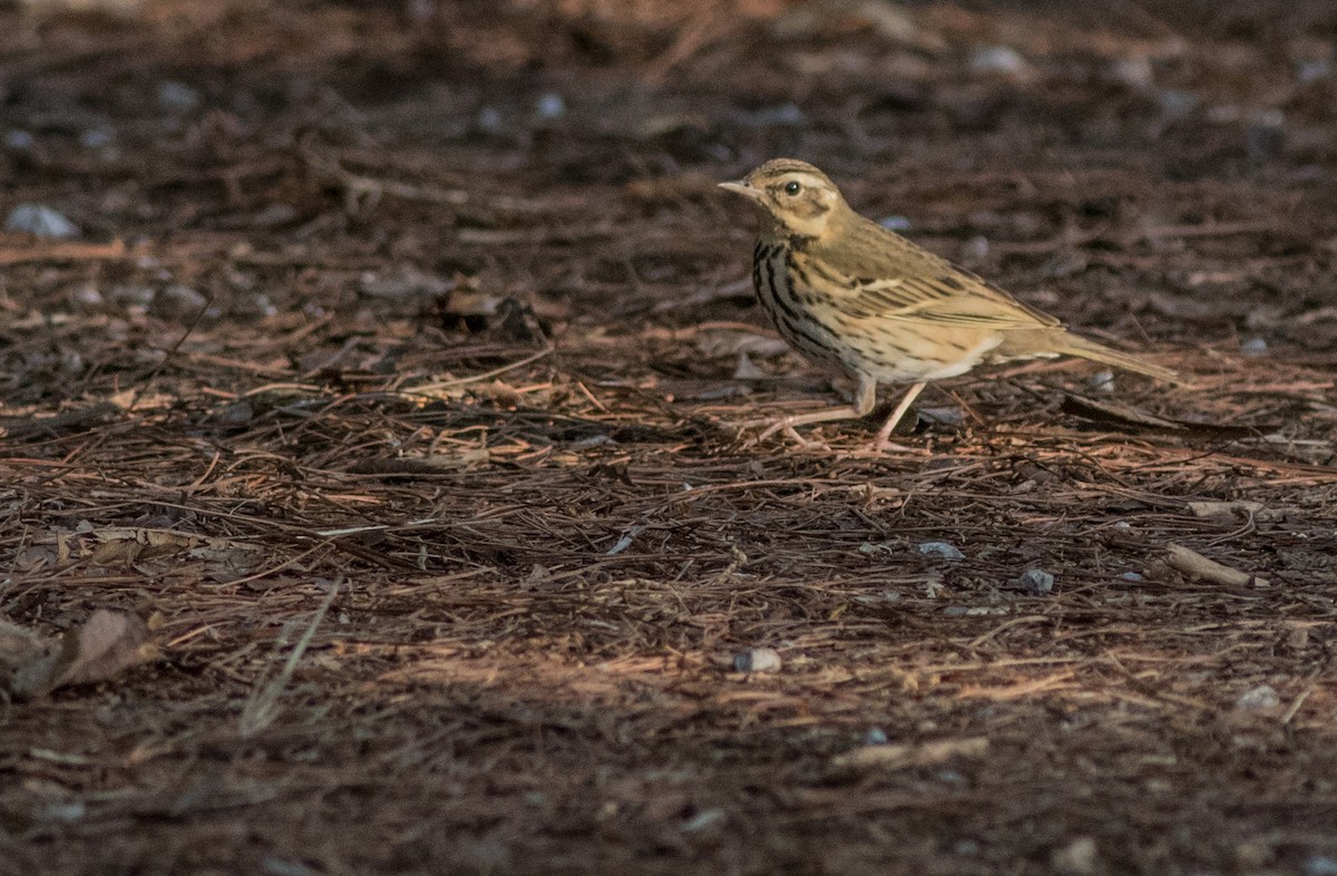 Olive-backed Pipit - ML138878531