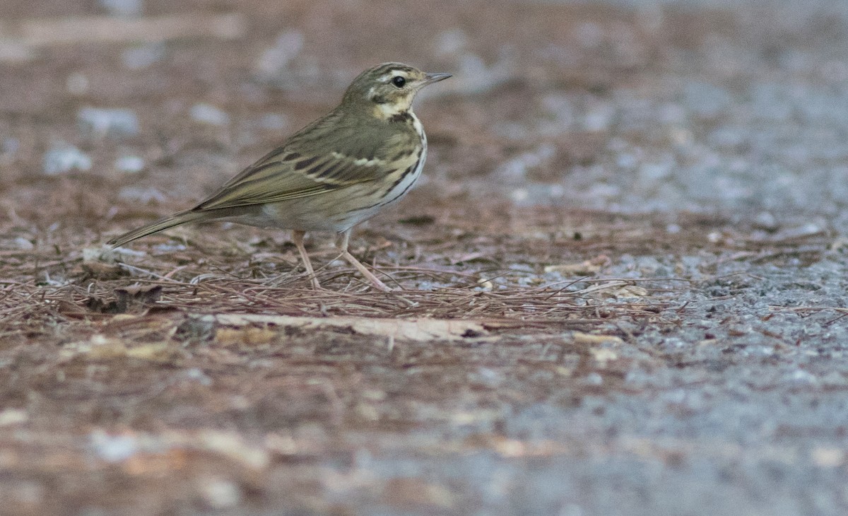 Olive-backed Pipit - ML138878541