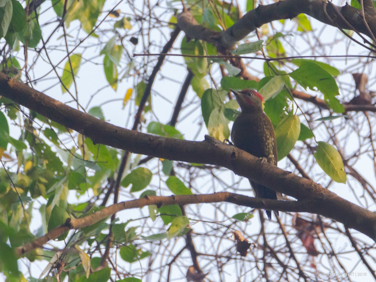 Lesser Yellownape - Adithya Bhat