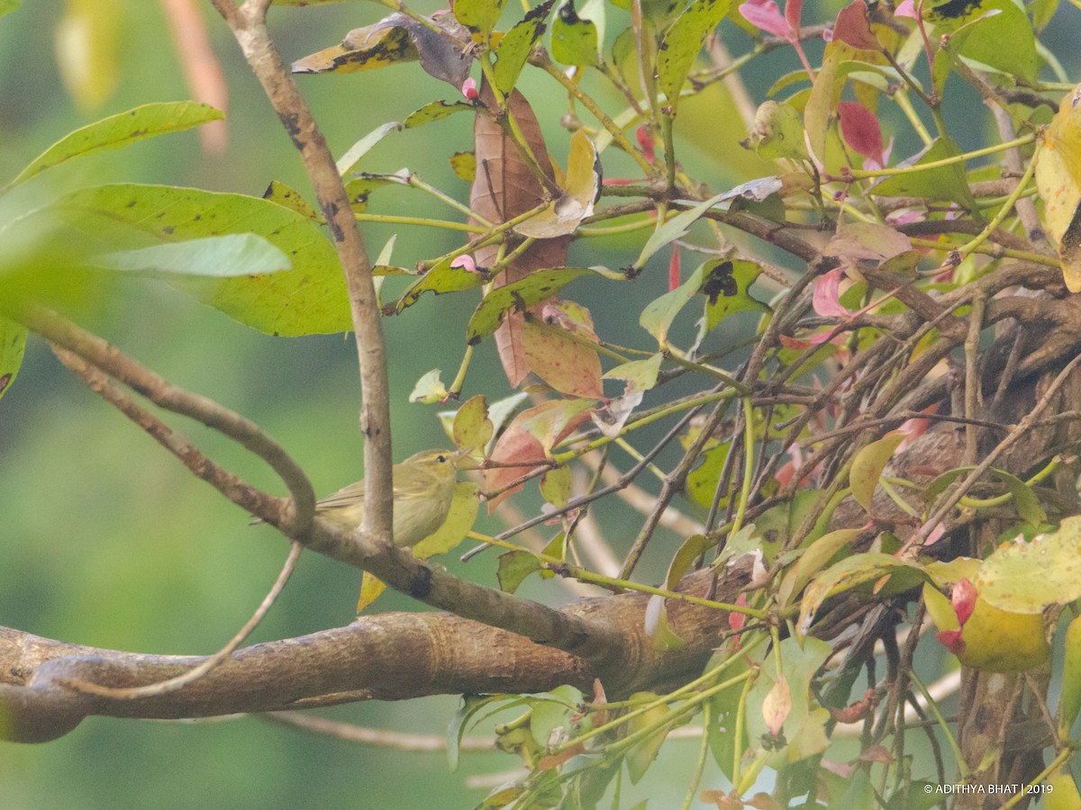 Green/Greenish Warbler - Adithya Bhat