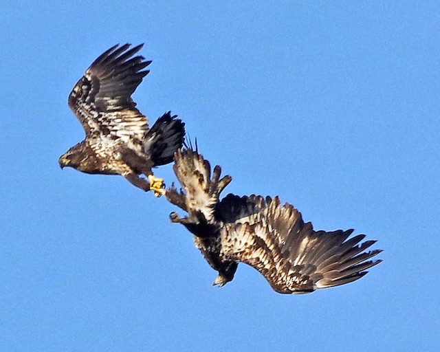 Two Bald Eagles engaging in an aerial confrontation. - Bald Eagle - 