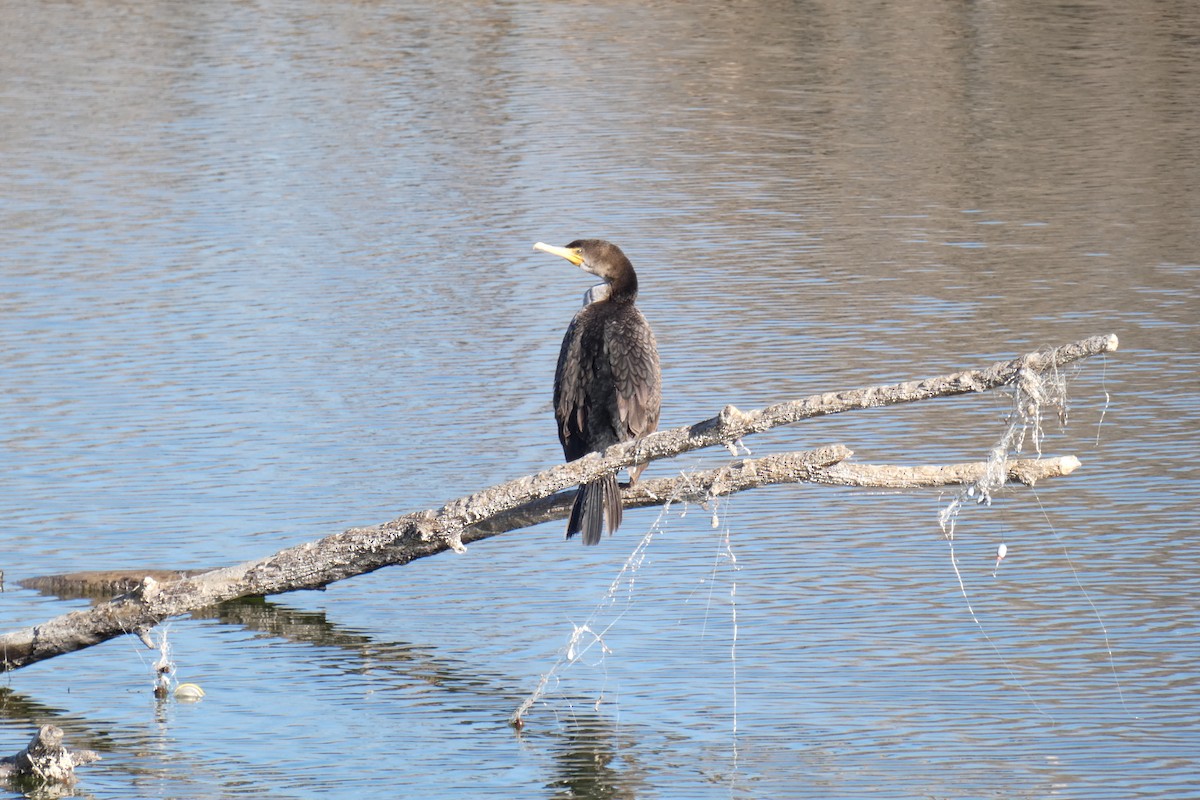 Double-crested Cormorant - Charlie Paterson
