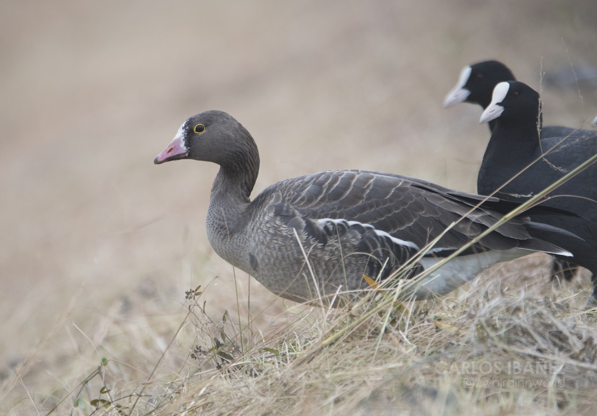 Lesser White-fronted Goose - ML138884341