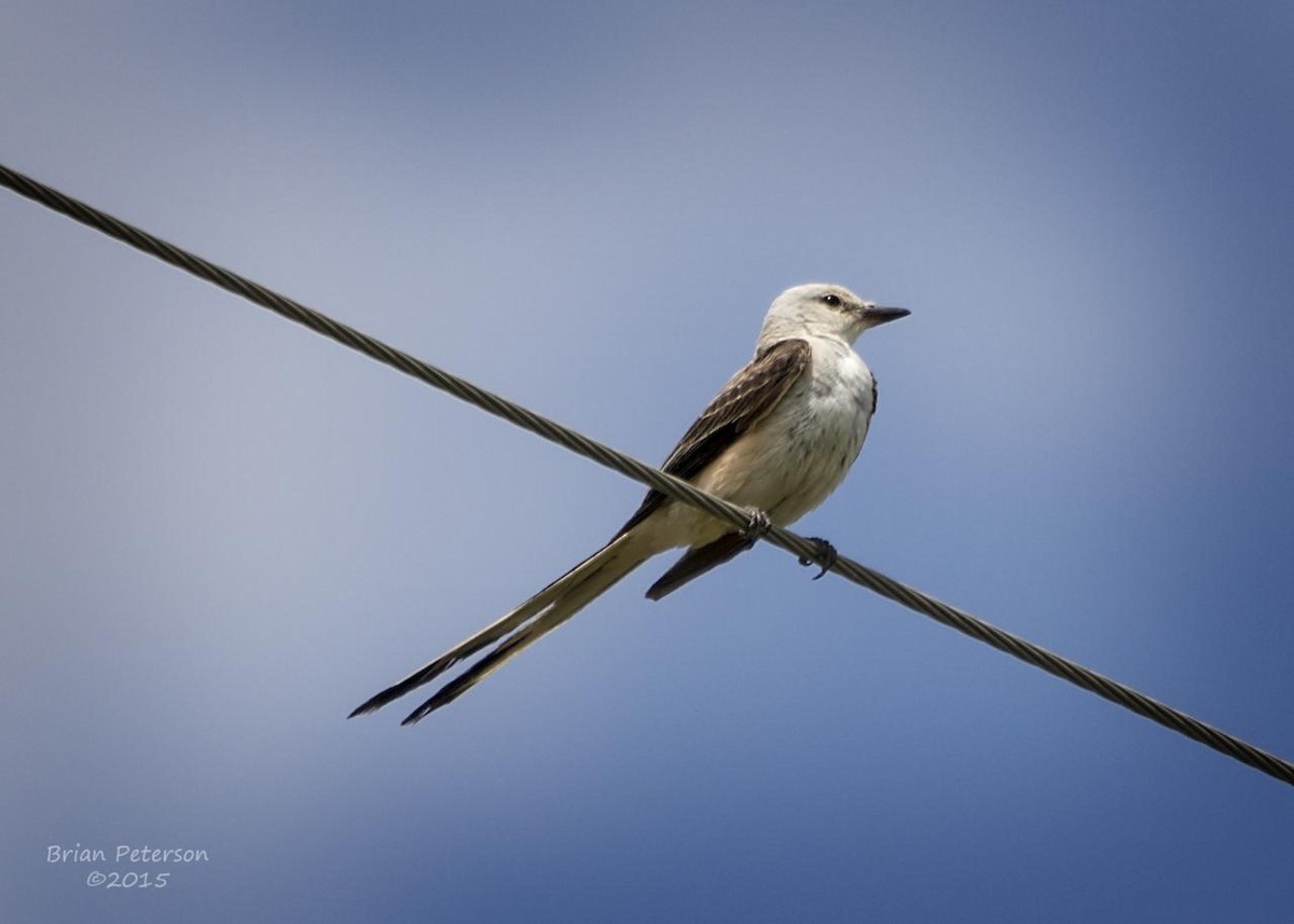 Scissor-tailed Flycatcher - Brian Peterson