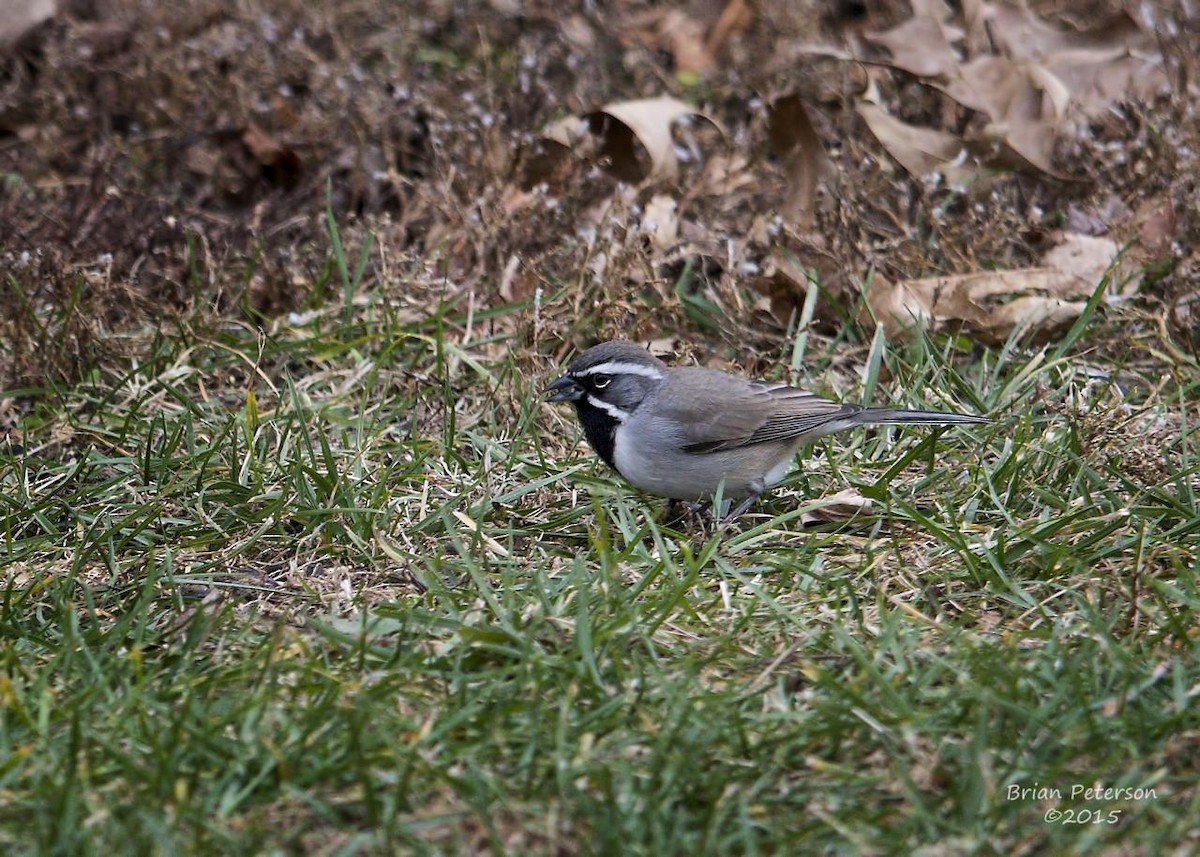 Black-throated Sparrow - Brian Peterson