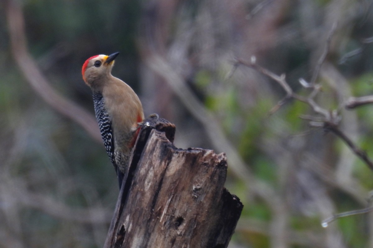Yucatan Woodpecker - Raúl Caballero (Mexihca Aves)