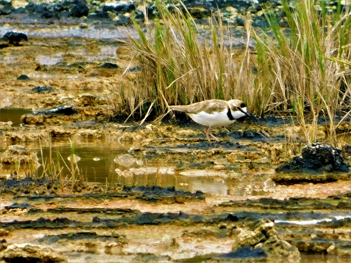Collared Plover - ML138886491