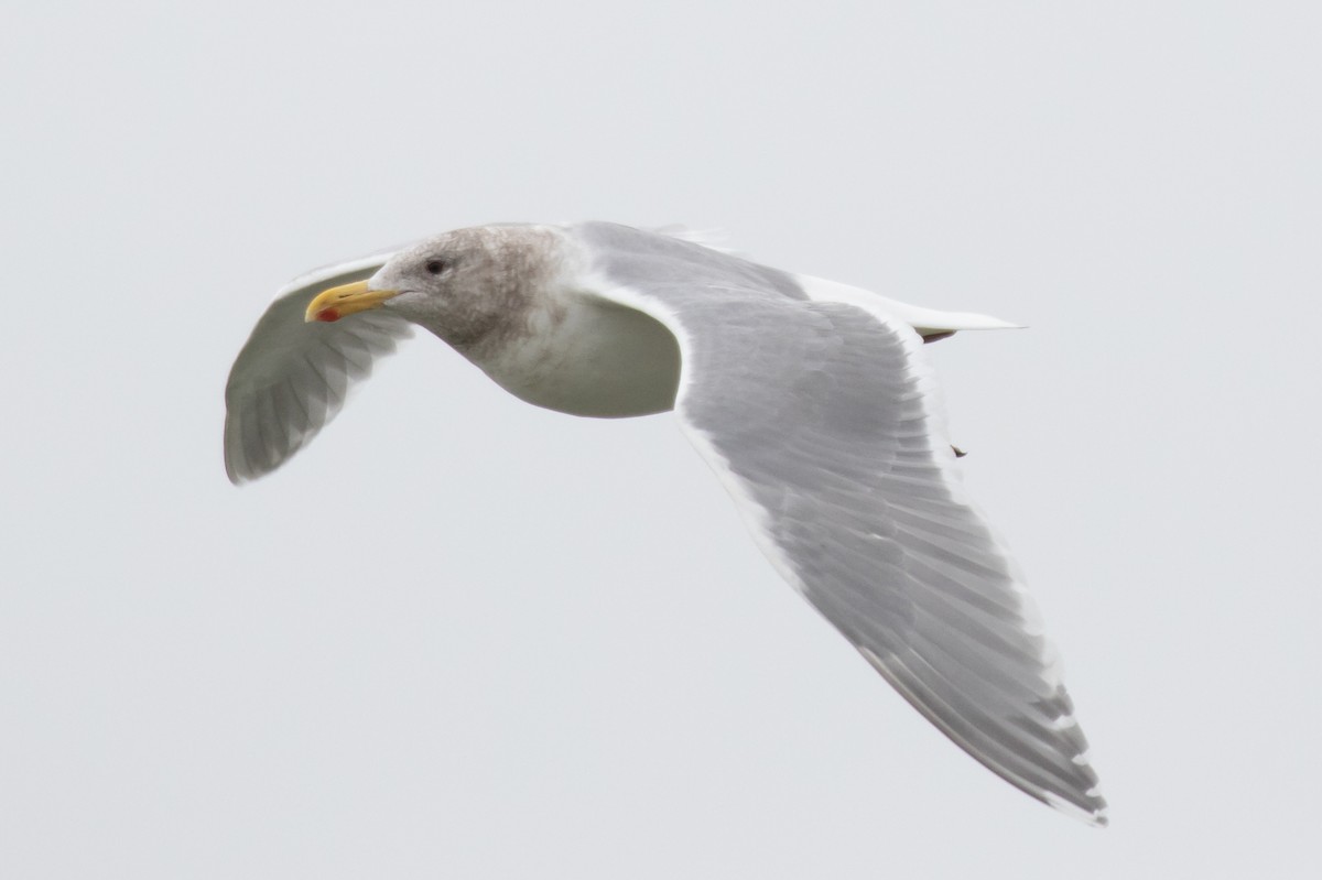 Glaucous-winged Gull - Robert Lewis