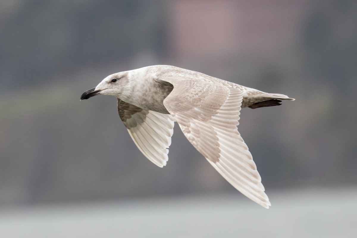 Glaucous-winged Gull - Robert Lewis