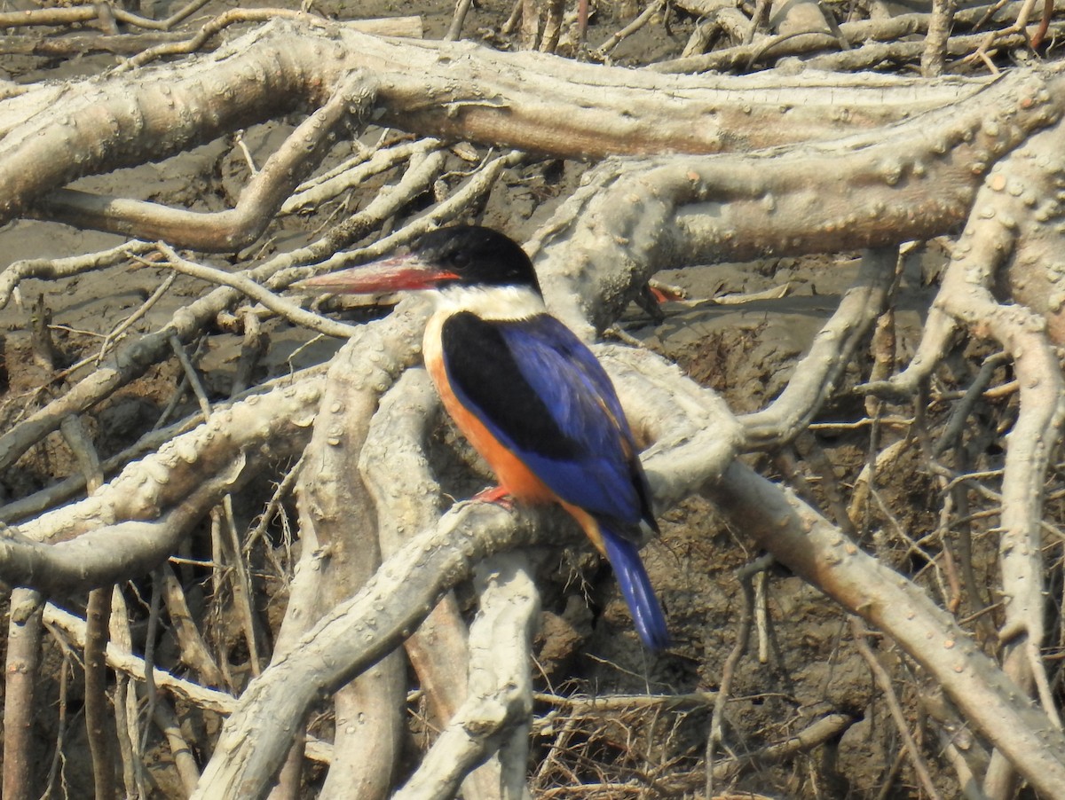 Black-capped Kingfisher - Akash Gulalia