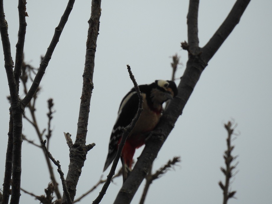 Great Spotted Woodpecker (Atlas) - ML138891661