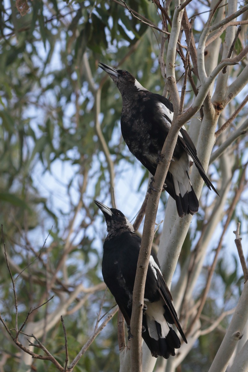 Australian Magpie (Black-backed) - Chris A