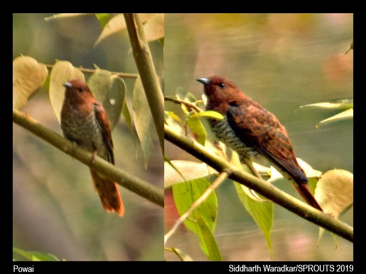 Gray-bellied Cuckoo - Amruta Padgaonkar