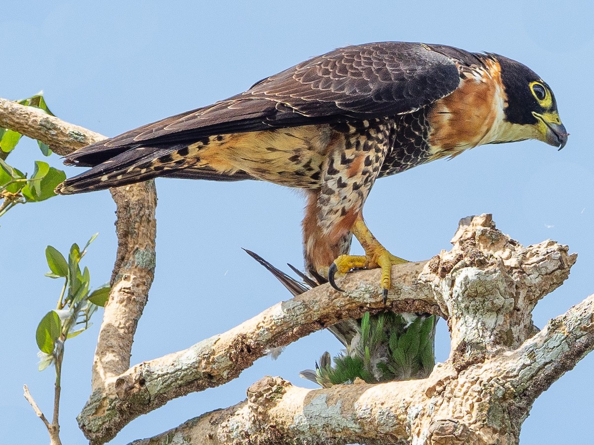 Orange-breasted Falcon - Hans Petermann