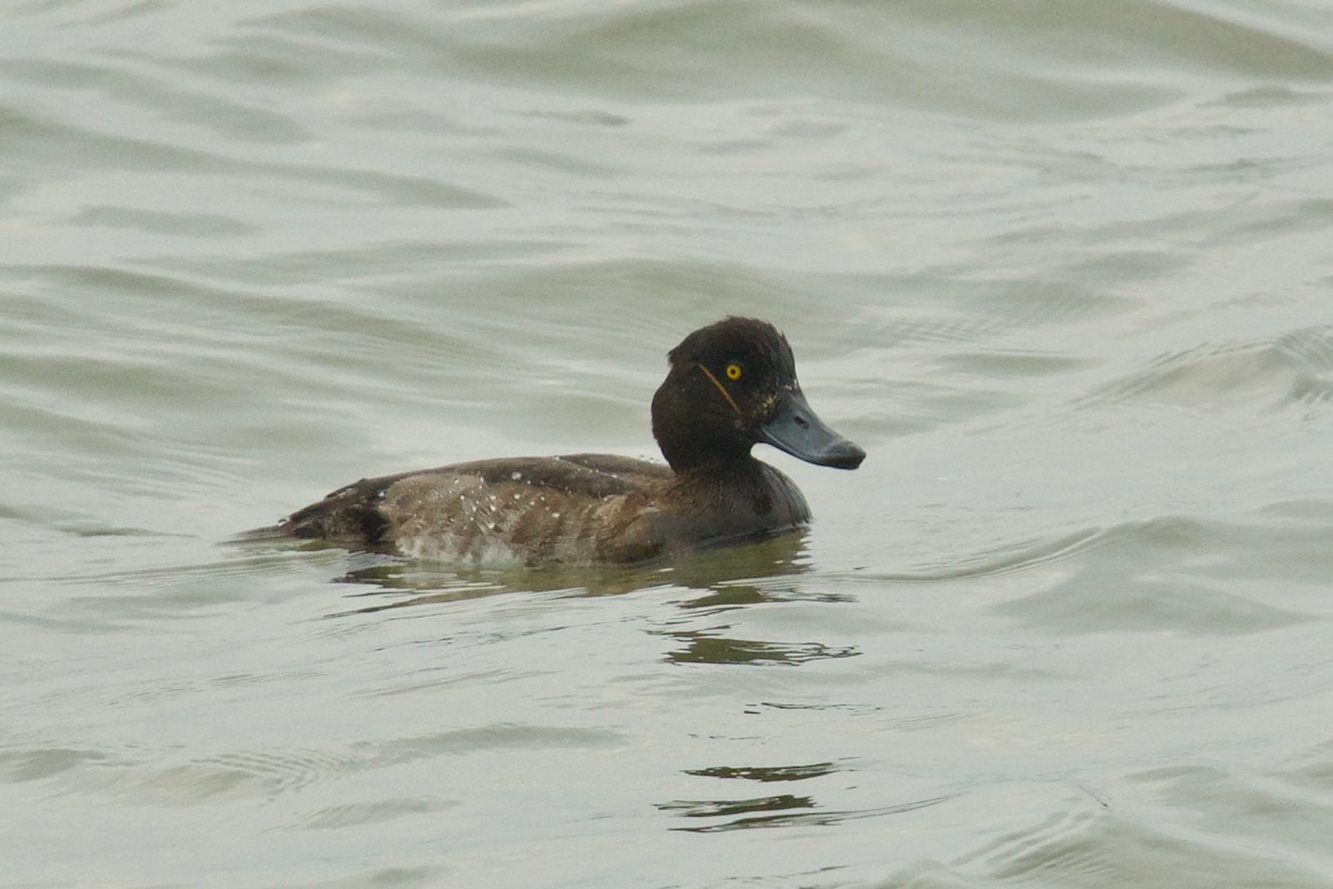 Tufted Duck - Qin Huang
