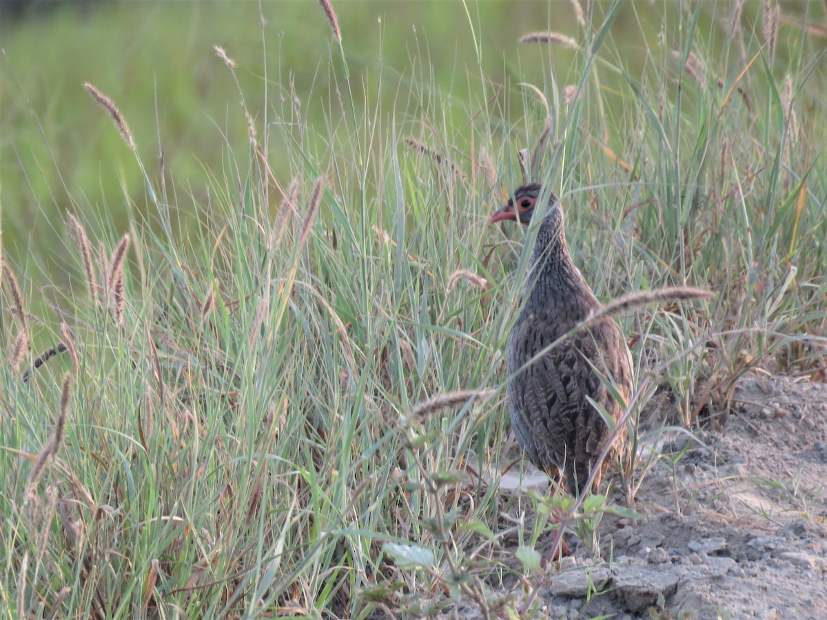 Red-necked Spurfowl - ML138895661